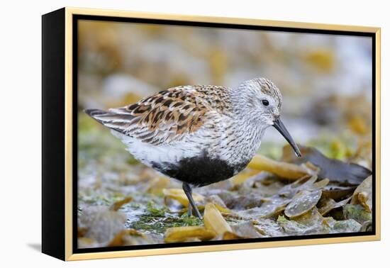 Dunlin portrait, Vardo, Finnmark, Norway-Markus Varesvuo-Framed Premier Image Canvas