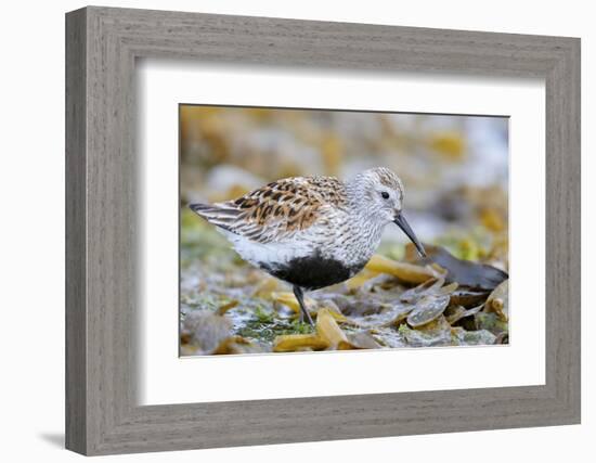 Dunlin portrait, Vardo, Finnmark, Norway-Markus Varesvuo-Framed Photographic Print