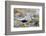 Dunlin portrait, Vardo, Finnmark, Norway-Markus Varesvuo-Framed Photographic Print