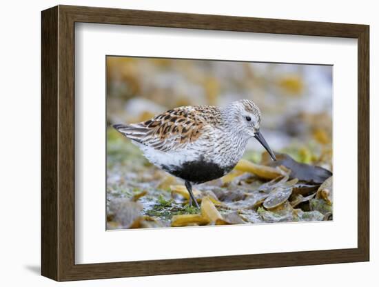 Dunlin portrait, Vardo, Finnmark, Norway-Markus Varesvuo-Framed Photographic Print