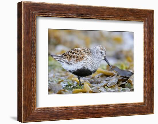 Dunlin portrait, Vardo, Finnmark, Norway-Markus Varesvuo-Framed Photographic Print