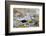 Dunlin portrait, Vardo, Finnmark, Norway-Markus Varesvuo-Framed Photographic Print