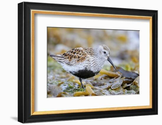 Dunlin portrait, Vardo, Finnmark, Norway-Markus Varesvuo-Framed Photographic Print