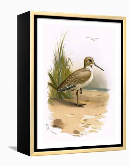 Dunlin-English-Framed Premier Image Canvas