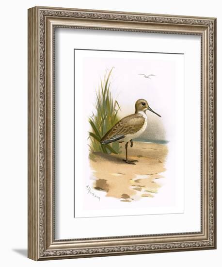 Dunlin-English-Framed Premium Giclee Print