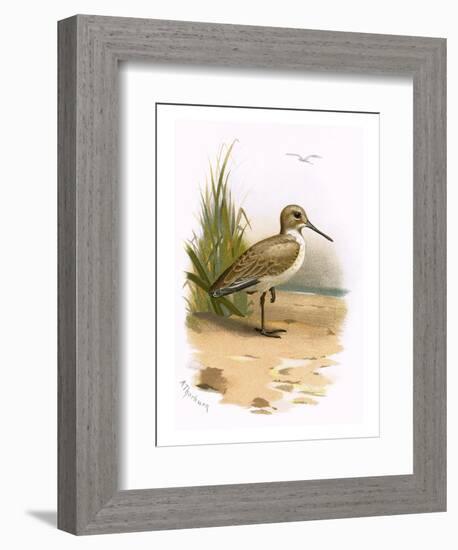 Dunlin-English-Framed Premium Giclee Print