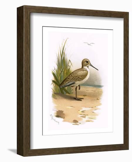 Dunlin-English-Framed Premium Giclee Print