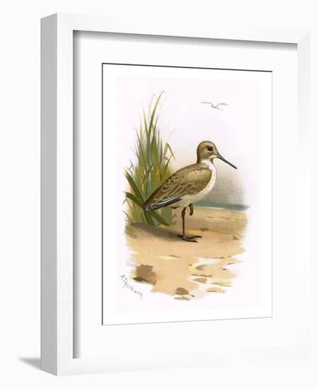 Dunlin-English-Framed Premium Giclee Print