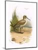 Dunlin-English-Mounted Premium Giclee Print