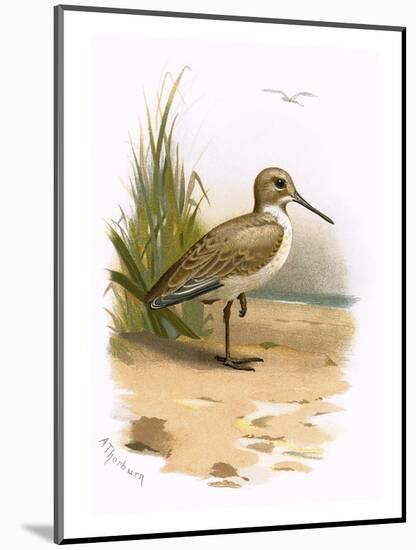 Dunlin-English-Mounted Premium Giclee Print