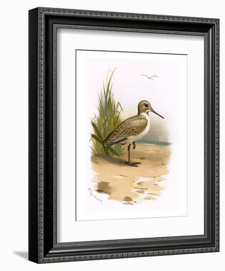 Dunlin-English-Framed Premium Giclee Print