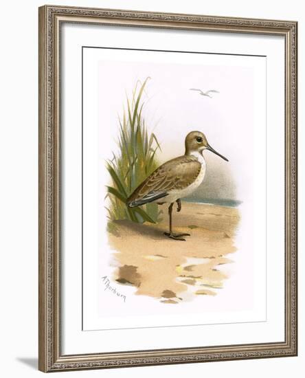 Dunlin-English-Framed Giclee Print