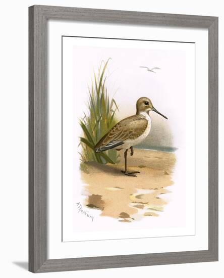 Dunlin-English-Framed Giclee Print