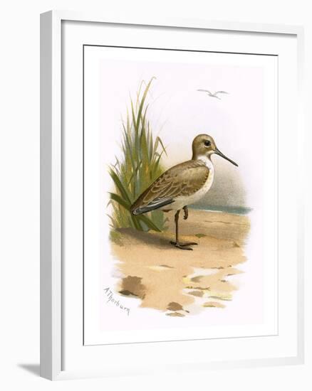 Dunlin-English-Framed Giclee Print