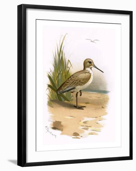 Dunlin-English-Framed Giclee Print