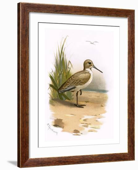 Dunlin-English-Framed Giclee Print