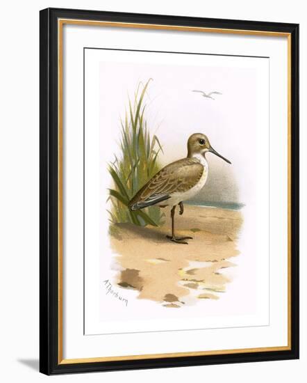 Dunlin-English-Framed Giclee Print