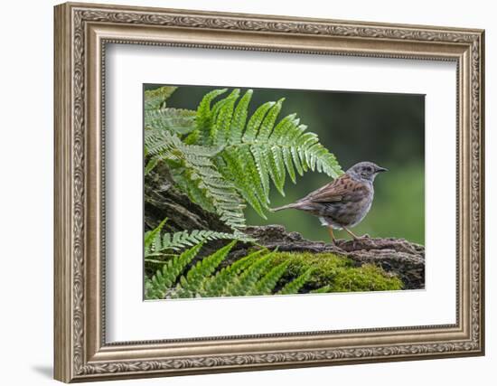 Dunnock perching on tree branch, Belgium-Philippe Clement-Framed Photographic Print