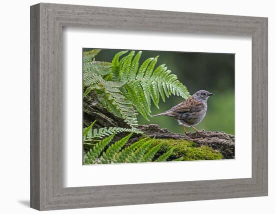 Dunnock perching on tree branch, Belgium-Philippe Clement-Framed Photographic Print