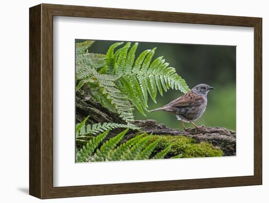 Dunnock perching on tree branch, Belgium-Philippe Clement-Framed Photographic Print