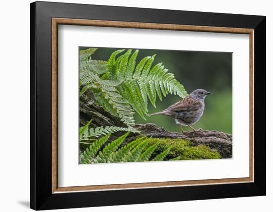 Dunnock perching on tree branch, Belgium-Philippe Clement-Framed Photographic Print