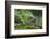 Dunnock perching on tree branch, Belgium-Philippe Clement-Framed Photographic Print