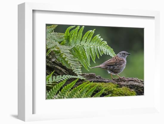 Dunnock perching on tree branch, Belgium-Philippe Clement-Framed Photographic Print