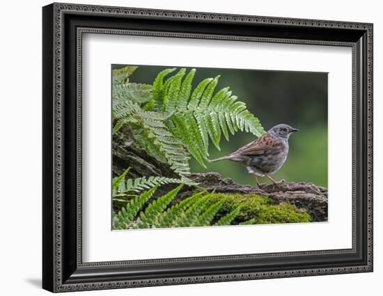 Dunnock perching on tree branch, Belgium-Philippe Clement-Framed Photographic Print