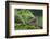 Dunnock perching on tree branch, Belgium-Philippe Clement-Framed Photographic Print