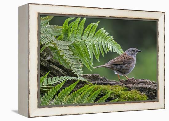 Dunnock perching on tree branch, Belgium-Philippe Clement-Framed Premier Image Canvas