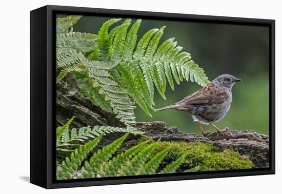 Dunnock perching on tree branch, Belgium-Philippe Clement-Framed Premier Image Canvas