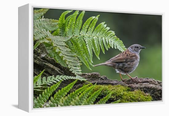 Dunnock perching on tree branch, Belgium-Philippe Clement-Framed Premier Image Canvas