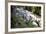 Dunns River Falls, Ocho Rios, Jamaica, West Indies, Caribbean, Central America-Doug Pearson-Framed Photographic Print