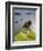 Dunquin Harbour, Dingle Peninsula, County Kerry, Munster, Republic of Ireland-Doug Pearson-Framed Photographic Print