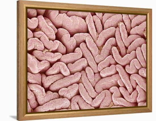 Duodenum Villi from a Rat-Micro Discovery-Framed Premier Image Canvas