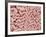 Duodenum Villi from a Rat-Micro Discovery-Framed Photographic Print