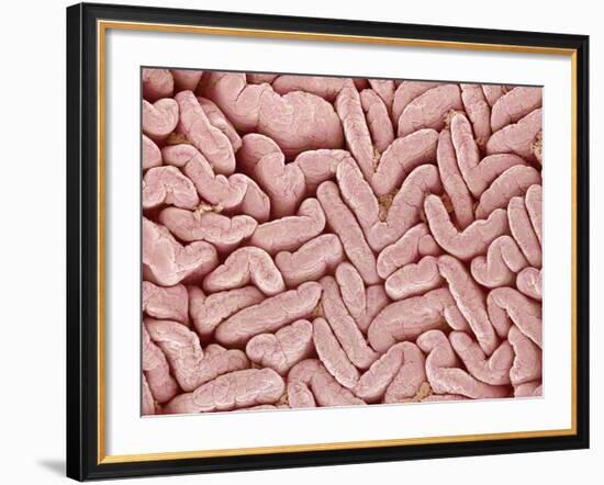 Duodenum Villi from a Rat-Micro Discovery-Framed Photographic Print