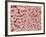 Duodenum Villi from a Rat-Micro Discovery-Framed Photographic Print