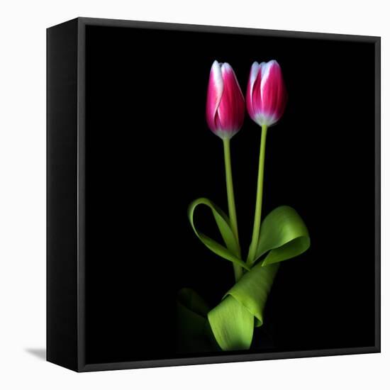 Duotone Tulips-Magda Indigo-Framed Premier Image Canvas