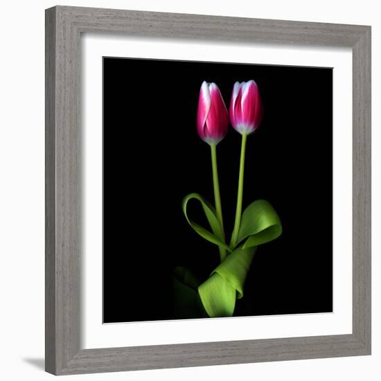 Duotone Tulips-Magda Indigo-Framed Photographic Print