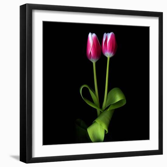 Duotone Tulips-Magda Indigo-Framed Photographic Print