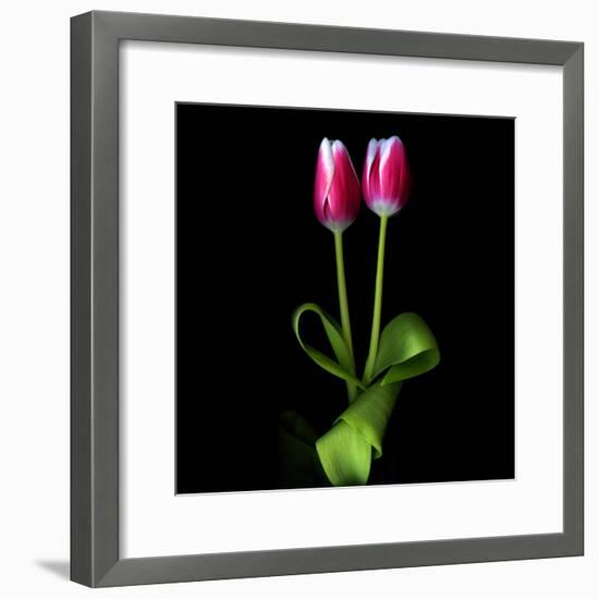 Duotone Tulips-Magda Indigo-Framed Photographic Print