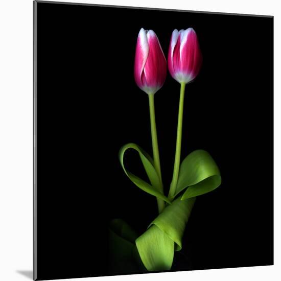 Duotone Tulips-Magda Indigo-Mounted Photographic Print