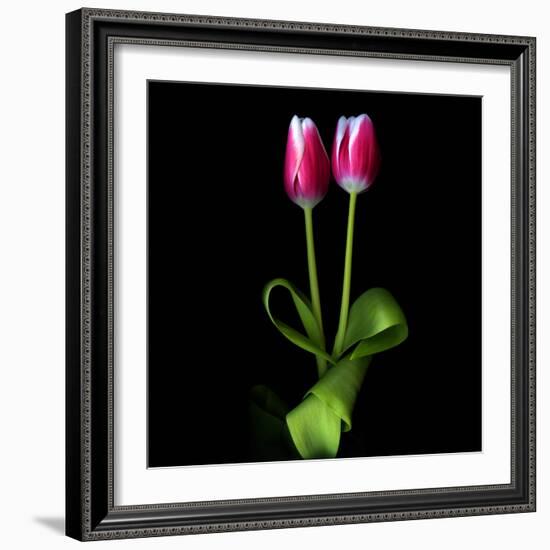 Duotone Tulips-Magda Indigo-Framed Photographic Print