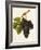 Duras Grape-J. Troncy-Framed Giclee Print