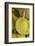 Durians, Can Duoc Market, Long An Province, Mekong Delta, Vietnam-David Wall-Framed Photographic Print