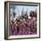 During a Dance, Girls from the Sultanate of Tadjoura, Dress Up in All their Finery and Display the-Nigel Pavitt-Framed Photographic Print