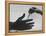During Training of Surgeon, Often Used Clamp Is Slapped into His Hand-Ed Clark-Framed Premier Image Canvas