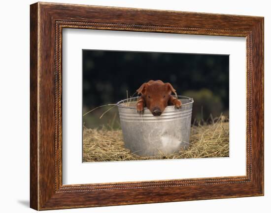 Duroc Piglet in a Bucket-DLILLC-Framed Photographic Print