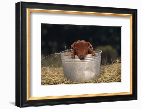 Duroc Piglet in a Bucket-DLILLC-Framed Photographic Print